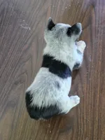Cowboy Corgi Female 3, a female Australian Cattle Dog and Cardigan Welsh Corgi for sale in Dodgeville, WI – 5 of 6