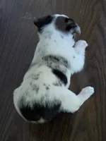 Cowboy Corgi Female 5, a female Australian Cattle Dog and Cardigan Welsh Corgi for sale in Dodgeville, WI – 6 of 8