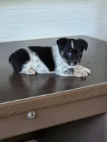 Cowboy Corgi Female #2, a female Australian Cattle Dog and Cardigan Welsh Corgi for sale in Dodgeville, WI – 5 of 6