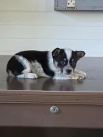 Cowboy Corgi Female 4, a female Australian Cattle Dog and Cardigan Welsh Corgi for sale in Dodgeville, WI – 7 of 8