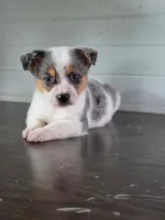 Cowboy Corgi Merle male, a male Australian Cattle Dog and Cardigan Welsh Corgi for sale in Dodgeville, WI – 3 of 5