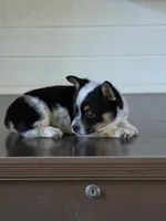 Cowboy Corgi Female 4, a female Australian Cattle Dog and Cardigan Welsh Corgi for sale in Dodgeville, WI – 5 of 8