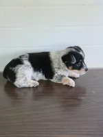 Cowboy Corgi Male , a male Australian Cattle Dog and Cardigan Welsh Corgi for sale in Dodgeville, WI – 3 of 6