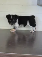 Cowboy Corgi Female #2, a female Australian Cattle Dog and Cardigan Welsh Corgi for sale in Dodgeville, WI – 3 of 6