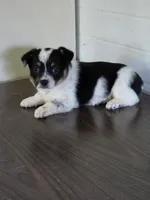 Cowboy Corgi Female 1, a female Australian Cattle Dog and Cardigan Welsh Corgi for sale in Dodgeville, WI – 4 of 7