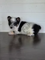 Cowboy Corgi Female 3, a female Australian Cattle Dog and Cardigan Welsh Corgi for sale in Dodgeville, WI – 3 of 6