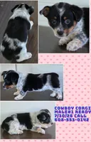 Cowboy Corgi Male , a male Australian Cattle Dog and Cardigan Welsh Corgi for sale in Dodgeville, WI – 1 of 6