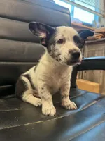 Cowboy Corgi Merle male, a male Australian Cattle Dog and Cardigan Welsh Corgi for sale in Dodgeville, WI – 3 of 4