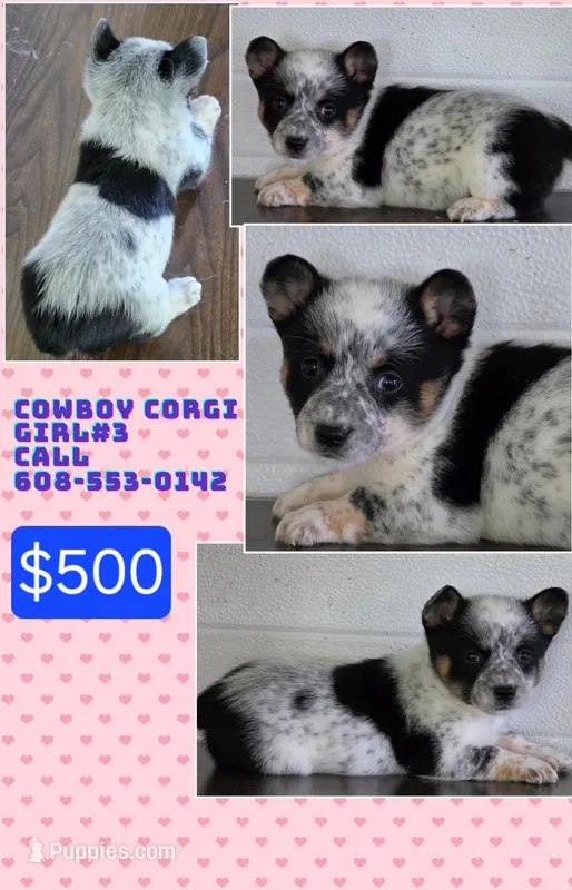 Cowboy Corgi Female 3 – Australian Cattle Dog, Cardigan Welsh Corgi puppy for sale in Dodgeville, WI