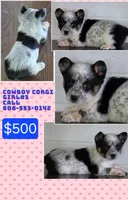 Cowboy Corgi Female 3, a female Australian Cattle Dog and Cardigan Welsh Corgi for sale in Dodgeville, WI – 1 of 6