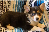 Female Corgi, a female Cardigan Welsh Corgi for sale in Dodgeville, WI – 3 of 3