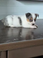Cowboy Corgi Merle male, a male Australian Cattle Dog and Cardigan Welsh Corgi for sale in Dodgeville, WI – 5 of 5