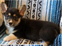 Male 1, a male Cardigan Welsh Corgi for sale in Dodgeville, WI – 2 of 3
