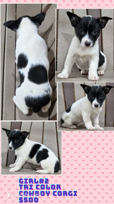 Cowboy Corgi Girl #2 – Australian Cattle Dog, Cardigan Welsh Corgi puppy for sale in Dodgeville, WI
