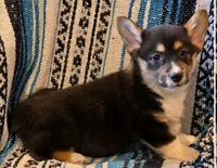 Male 1, a male Cardigan Welsh Corgi for sale in Dodgeville, WI – 3 of 3