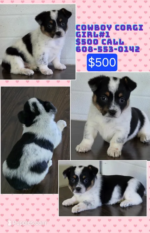 Cowboy Corgi Female 1 – Australian Cattle Dog, Cardigan Welsh Corgi puppy for sale in Dodgeville, WI