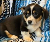 Cowboy Corgi Female 3, a female Cardigan Welsh Corgi for sale in Dodgeville, WI – 2 of 3