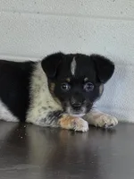 Cowboy Corgi Female #2, a female Australian Cattle Dog and Cardigan Welsh Corgi for sale in Dodgeville, WI – 4 of 6