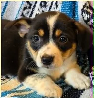 Cowboy Corgi Female 3, a female Cardigan Welsh Corgi for sale in Dodgeville, WI – 1 of 3
