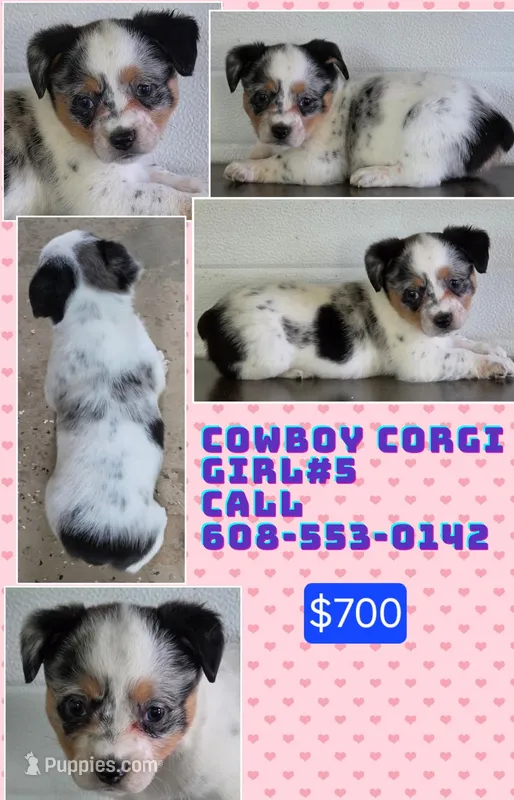 Cowboy Corgi Female 5 – Australian Cattle Dog, Cardigan Welsh Corgi puppy for sale in Dodgeville, WI