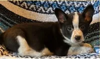 Cowboy Corgi , a female Australian Cattle Dog and Cardigan Welsh Corgi for sale in Dodgeville, WI – 2 of 3