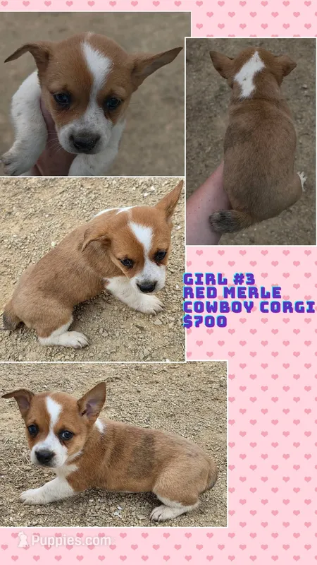 Cowboy Corgi Girl #3 – Australian Cattle Dog, Cardigan Welsh Corgi puppy for sale in Dodgeville, WI