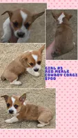 Cowboy Corgi Girl #3, a female Australian Cattle Dog and Cardigan Welsh Corgi for sale in Dodgeville, WI – 1 of 1