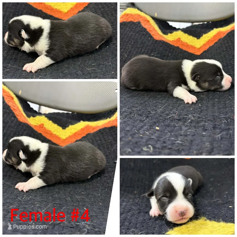 Corgi Female #4 – Cardigan Welsh Corgi puppy for sale in Dodgeville, WI
