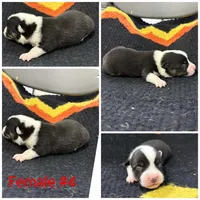 Corgi Female #4, a female Cardigan Welsh Corgi for sale in Dodgeville, WI – 1 of 1