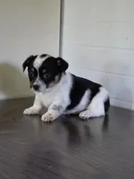 Cowboy Corgi Female 1, a female Australian Cattle Dog and Cardigan Welsh Corgi for sale in Dodgeville, WI – 2 of 7