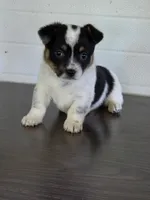 Cowboy Corgi Female 1, a female Australian Cattle Dog and Cardigan Welsh Corgi for sale in Dodgeville, WI – 3 of 7