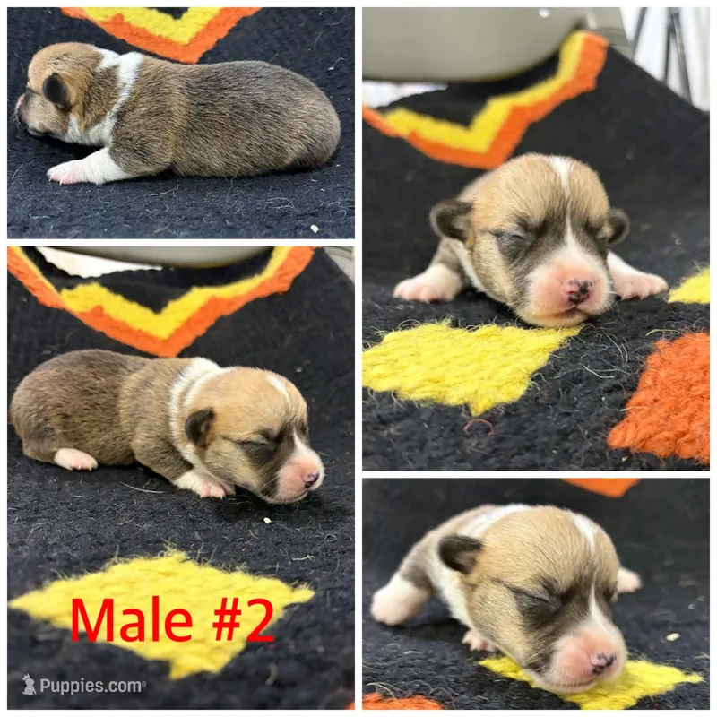 Corgi Male #2 – Cardigan Welsh Corgi puppy for sale in Dodgeville, WI