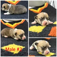 Corgi Male #2, a male Cardigan Welsh Corgi for sale in Dodgeville, WI – 1 of 1