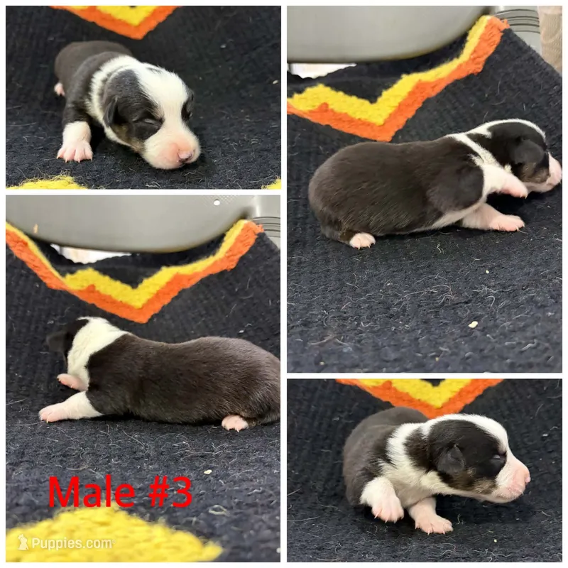Corgi Male #3 – Cardigan Welsh Corgi puppy for sale in Dodgeville, WI
