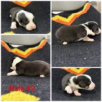 Corgi Male #3, a male Cardigan Welsh Corgi for sale in Dodgeville, WI – 1 of 1