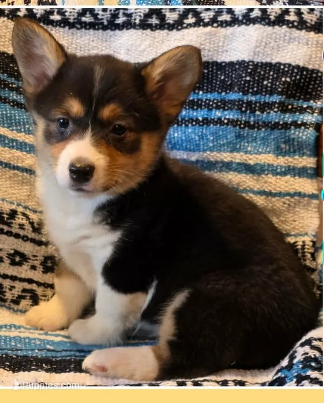 Female Corgi – Cardigan Welsh Corgi puppy for sale in Dodgeville, WI