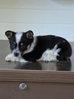 Cowboy Corgi Female 4, a female Australian Cattle Dog and Cardigan Welsh Corgi for sale in Dodgeville, WI – 4 of 8