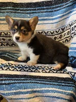 Female Corgi 2, a female Cardigan Welsh Corgi for sale in Dodgeville, WI – 2 of 3