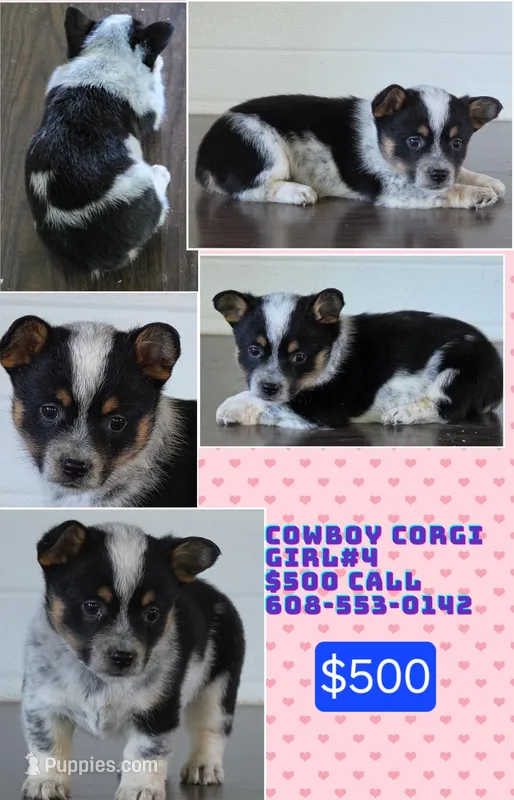 Cowboy Corgi Female 4 – Australian Cattle Dog, Cardigan Welsh Corgi puppy for sale in Dodgeville, WI