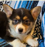 Female Corgi, a female Cardigan Welsh Corgi for sale in Dodgeville, WI – 2 of 3
