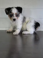 Cowboy Corgi Female 5, a female Australian Cattle Dog and Cardigan Welsh Corgi for sale in Dodgeville, WI – 5 of 8