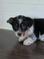 Cowboy Corgi Male , a male Australian Cattle Dog and Cardigan Welsh Corgi for sale in Dodgeville, WI – 6 of 6