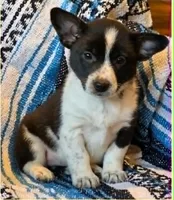 Cowboy Corgi Female 2, a female Cardigan Welsh Corgi for sale in Dodgeville, WI – 2 of 2