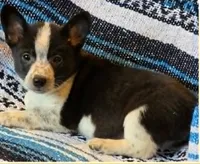 Cowboy Corgi , a female Australian Cattle Dog and Cardigan Welsh Corgi for sale in Dodgeville, WI – 3 of 3