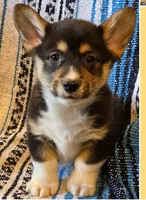 Male 1, a male Cardigan Welsh Corgi for sale in Dodgeville, WI – 1 of 3