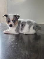 Cowboy Corgi Merle male, a male Australian Cattle Dog and Cardigan Welsh Corgi for sale in Dodgeville, WI – 2 of 5