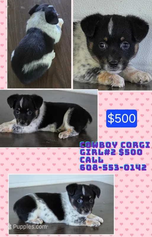 Cowboy Corgi Female #2 – Australian Cattle Dog, Cardigan Welsh Corgi puppy for sale in Dodgeville, WI