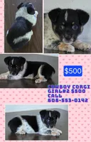 Cowboy Corgi Female #2, a female Australian Cattle Dog and Cardigan Welsh Corgi for sale in Dodgeville, WI – 1 of 6