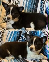Cowboy Corgi Female 2, a female Cardigan Welsh Corgi for sale in Dodgeville, WI – 1 of 2