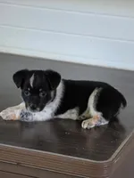 Cowboy Corgi Female #2, a female Australian Cattle Dog and Cardigan Welsh Corgi for sale in Dodgeville, WI – 6 of 6